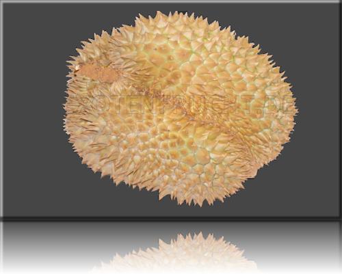 Durian Durian