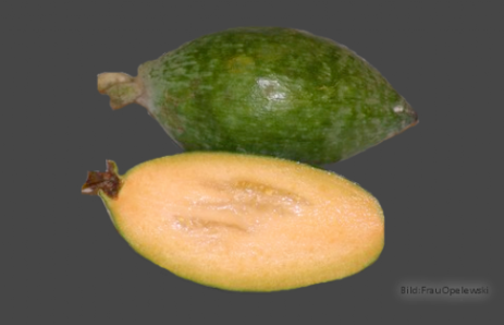 Feijoalogo