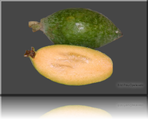 Feijoa