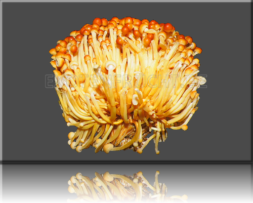 Enoki gold golden Enoki