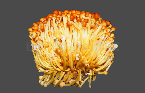 Golden Enoki