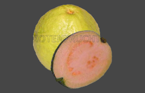 Guavelogo