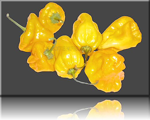 Habanero Habanero
