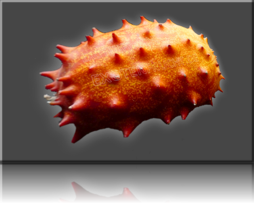 Kiwano