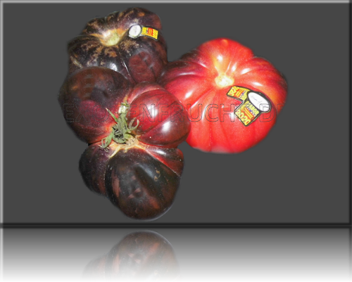 Marazul Tomate Mar Azul