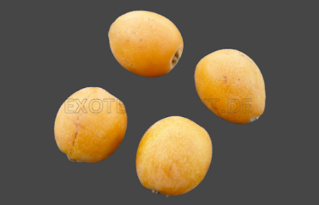 Loquat