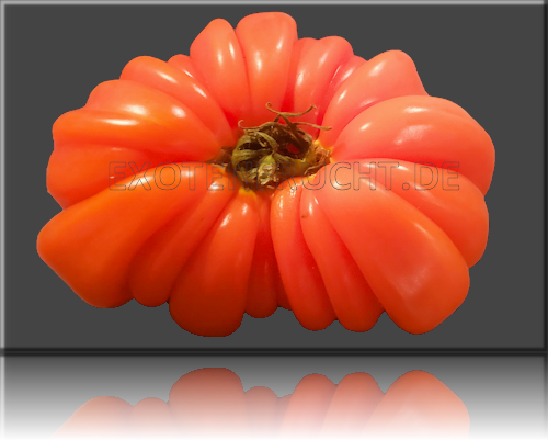 Ochsenherztomate Coeur de Boeuf