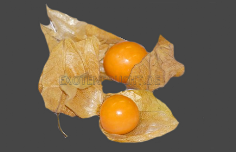 Physalis