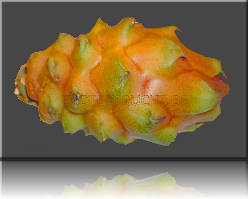 Pitahaya pink pinke Drachenfrucht