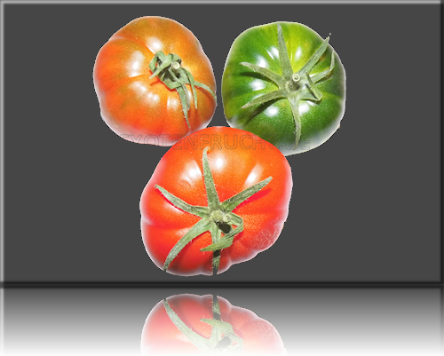 RAF Tomate Raftomate