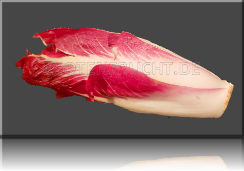 roter Chicoree Chicoree rot