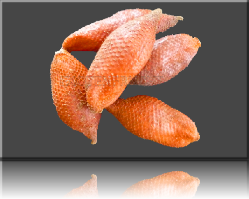 Salak Schlangenhautfrucht