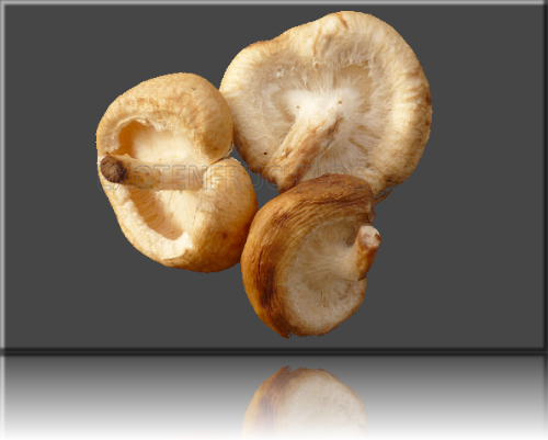 Shiitakepilz Shiitake