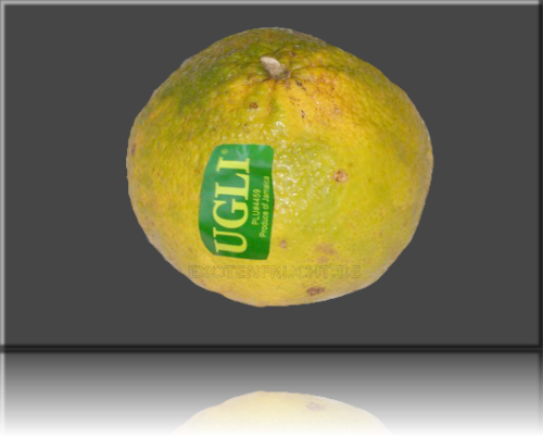 Ugli Ugli
