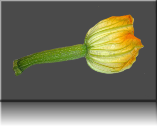 Zucchiniblüte Blüte der Zucchini