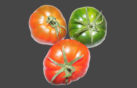 RAF Tomate